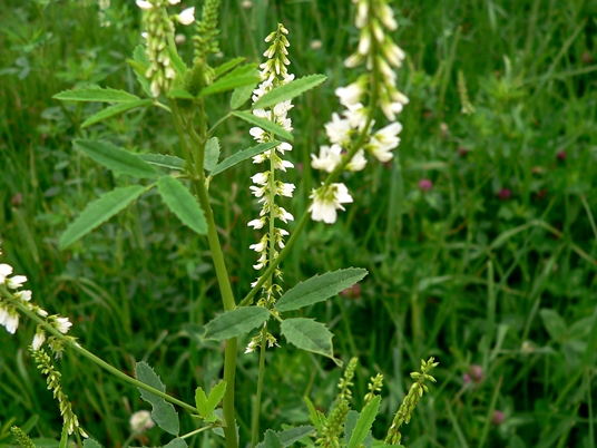 {Melilotus albus}
